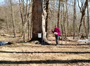 The Highland Maple Festival