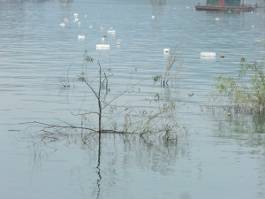 Floating markers for fishing nets.