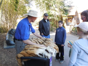 Learning the difference between Siberian and Bengal tigers by their fur.