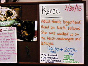 Reece's whiteboard