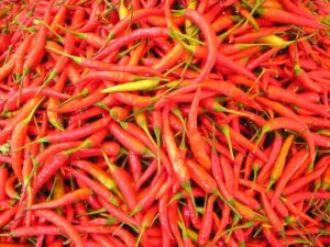 chilli-pepper-449_640