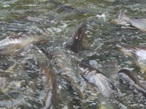 Catfish in congregation in front of the temple.